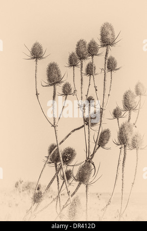 Sepia toned,  Plant, Wild teasel, Dipsacus fullonum, Seed heads Stock Photo