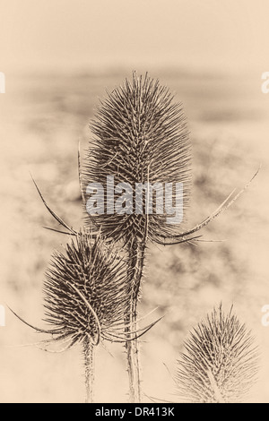 Sepia toned,  Plant, Wild teasel, Dipsacus fullonum, Seed heads Stock Photo