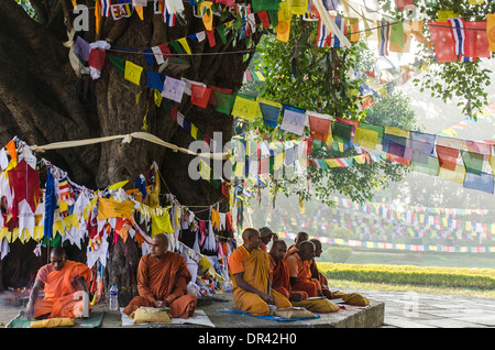 Monks sitting in front of the Bodhi Tree Stock Photo