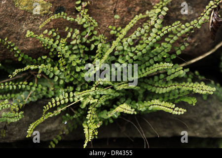 Green Spleenwort, Asplenium viride. Stock Photo