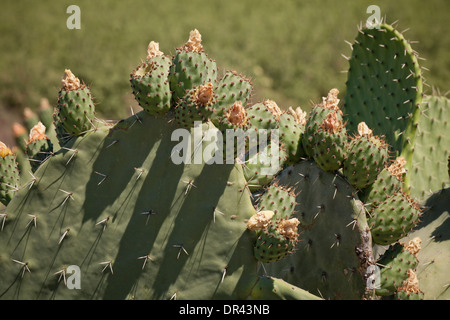 Prickly pear cactus (Opuntia erinacea) - California USA