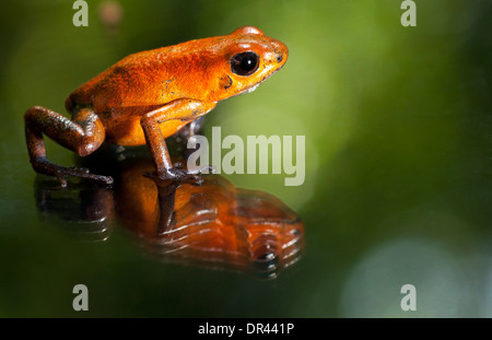 Close-up of Strawberry Poison-Dart Frog - La Laguna del Lagarto Lodge - Boca Tapada, San Carlos, Costa Rica Stock Photo
