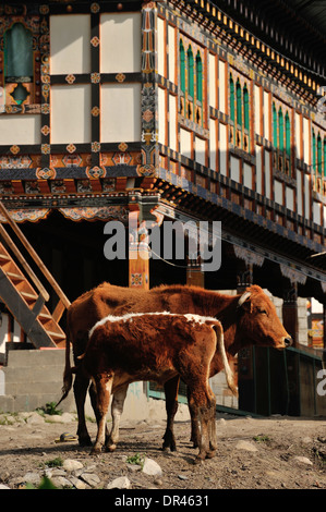 Cow feeding a calf in the street, Jakar, Bumthang, Bhutan Stock Photo