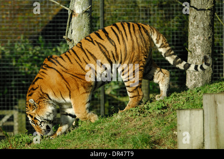 Amur Tiger, Panthera tigris altaica (Siberian Tiger) male walking down slope at Whipsnade Zoo,Editorial Use Only Stock Photo