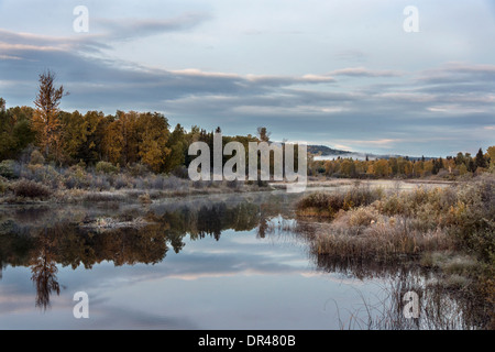 Fall colors and frost in the early morning in the wet lands above Likely, British Columbia Stock Photo