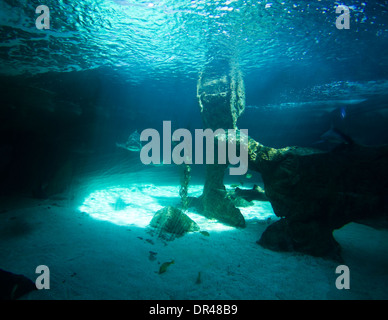 Healthy coral reef Stock Photo