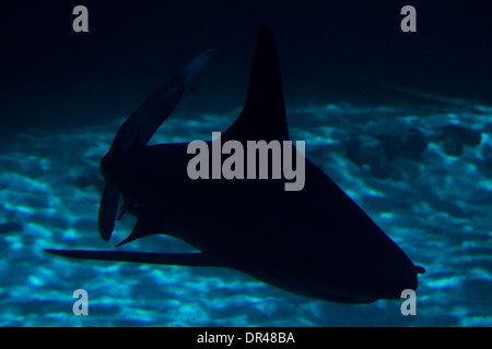 A white shark swimming along underwater Stock Photo