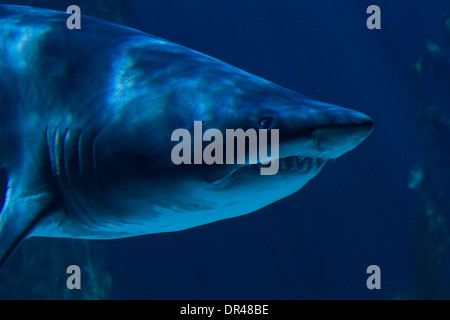 A white shark swimming along underwater Stock Photo