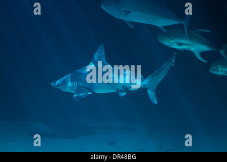 A white shark swimming along underwater Stock Photo