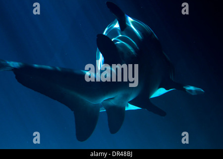 A white shark swimming along underwater Stock Photo