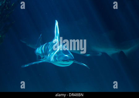 A white shark swimming along underwater Stock Photo