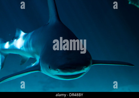 A white shark swimming along underwater Stock Photo