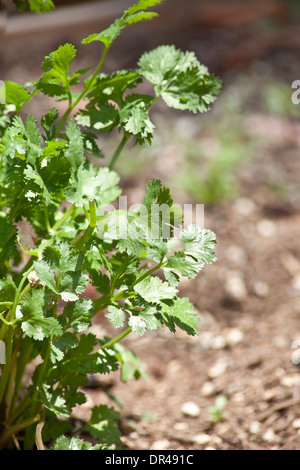 Parsley growing in an urban garden Stock Photo