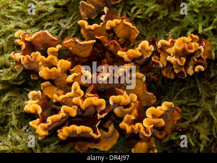 Yellow-brown crust fungus (Stereum hirsutum) and moss growing on a dead oak. Stock Photo