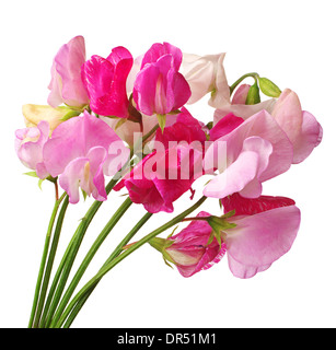 Flowers sweet pea isolated on white background Stock Photo