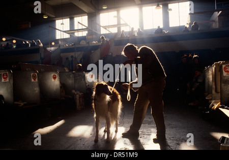 Grooming a pet dog before another round of Crufts Show in Earls Court, London. Stock Photo