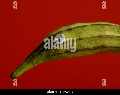 Animals created from fruit and vegetables Stock Photo