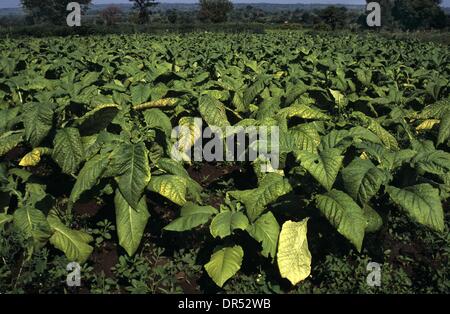 Tobacco cultivation in Uganda Stock Photo
