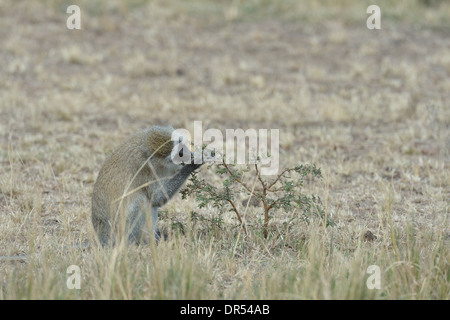 Vervet monkey - Grivet Monkey - Green monkey - Savanna monkey (Chlorocebus pygerythrus sitting in the grass to eat seeds Stock Photo
