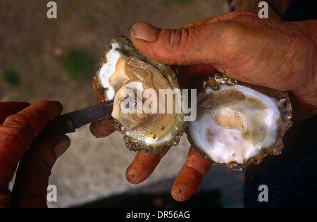 A detail of freshly-picked English oysters opened using a 'shucker' knife. Stock Photo