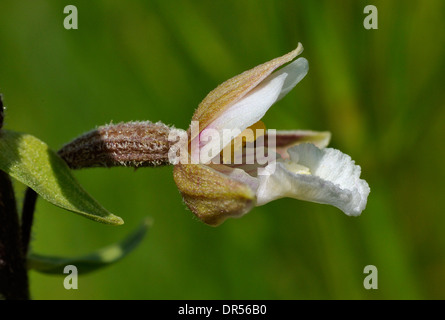 Marsh Helleborine - Epipactis palustris Single flower closeup Stock Photo