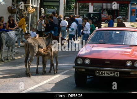 Wild New Forest ponies occupy the highway in Lyndhurst, in the heart of Britain's oldest royal National Park. Stock Photo