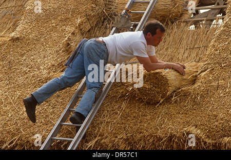 Using techniques developed over thousands of years, traditional thatcher lays straw on a barn roof in Suffolk, England. Stock Photo