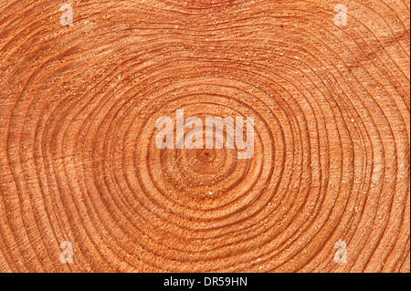 Growth rings on a larch (larix) tree trunk, UK Stock Photo