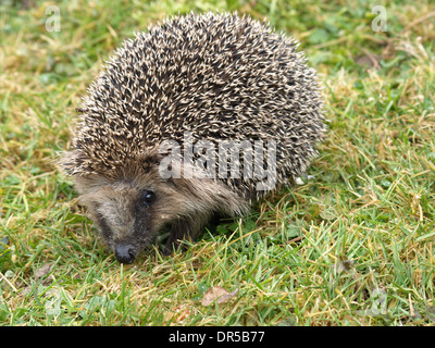 Hedgehog / European Hedgehog / Common Hedgehog / Erinaceus europaeus / Igel / Braunbrustigel / Westeuropäischer Igel / Westigel Stock Photo