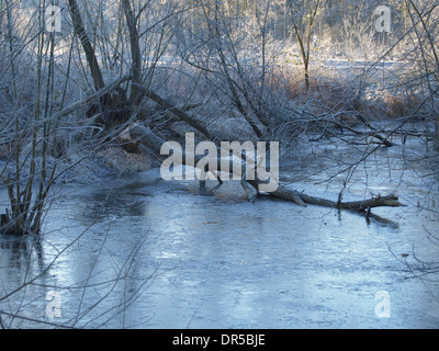 Beaver pond with felled willow tree in winter time Stock Photo