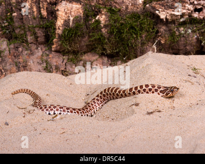 Western Hognose Snake (Heterodon nasicus) Stock Photo