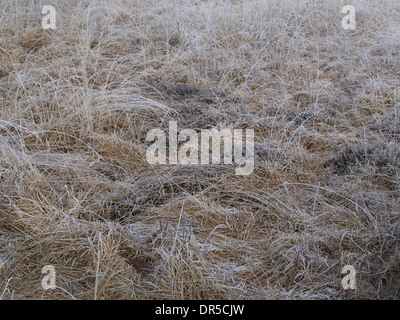 Frozen purple moor grass and bog bilberry shrub Stock Photo