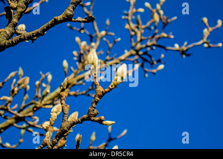 magnolia buds in winter Stock Photo