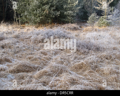 Frozen moor grass bog bilberry pine and birch trees in a bog Stock Photo