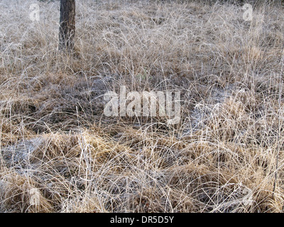 Frozen purple moor grass and bog bilberry shrub Stock Photo