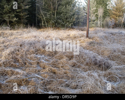 Frozen moor grass bog bilberry pine and birch trees in a bog Stock Photo