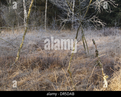 Frozen moor grass bog bilberry pine and birch trees in a bog Stock Photo