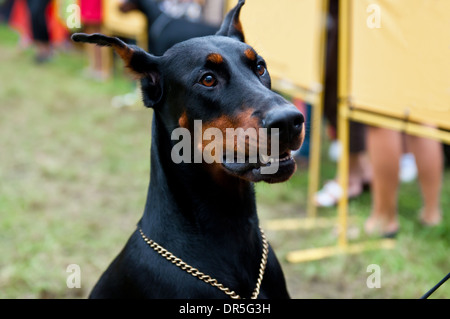 Miami 2007 - Doberman with Louis Vuitton collar Stock Photo - Alamy