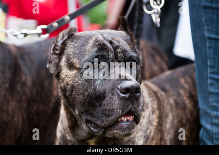 Alaunt mastiff hot sale