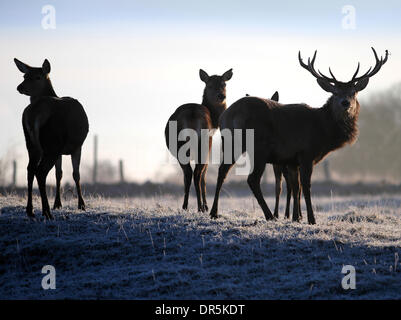 Ashbourne, Peak Districk, UK . 20th Jan, 2014. Deer wake up to a frosty morning on Calton Moor near Ashbourne in The Derbyshire Peak District today. Credit:  Joanne Roberts/Alamy Live News