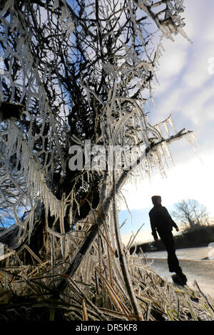 Ashbourne, Peak Districk, UK . 20th Jan, 2014. After overnight temperatures plummet icicles form in a road-side hedgerow in Calwich, near Ashbourne, Derbyshire. Credit:  Joanne Roberts/Alamy Live News Stock Photo