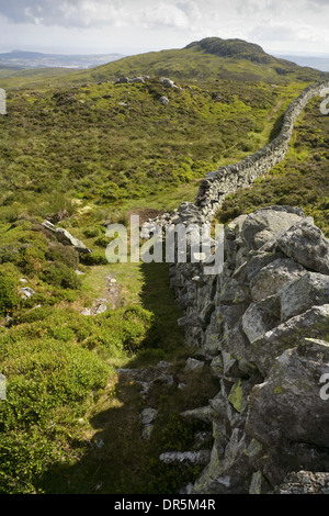 Dry stone wall leading from Foel Lwyd to the summit of Tal-y-Fan, Snowdonia, Wales. Stock Photo