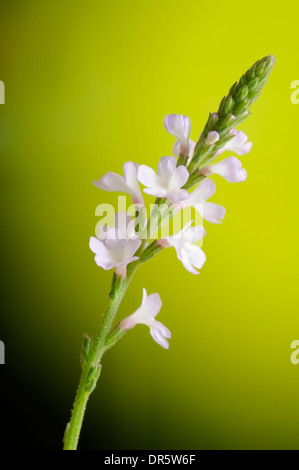 Vertical portrait of the vervain, Verbena officinalis. Stock Photo