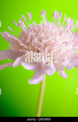 Butterfly Blue, Scabiosa columbaria, vertical portrait of flower with out of focus background. Stock Photo