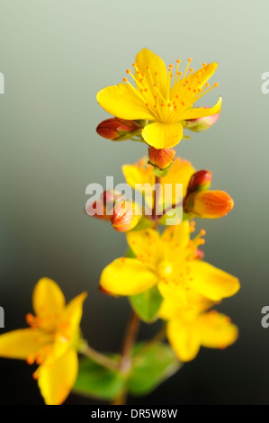 St John's wort, Hypericum montanum (Hypericaceae), vertical portrait of yellow flowers with nice out of focus background. Stock Photo