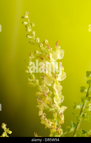 Vertical portrait of woodland germander, Teucrium scorodonia. Stock Photo