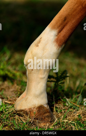 Close up of a horses hoof and fetlock Stock Photo