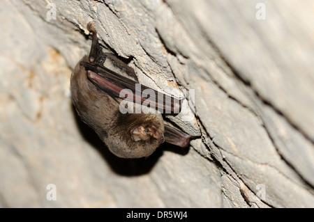 Vertical portrait of Schreibers' bat, Miniopterus schreibersii, hanging from the ceiling of a cave. Stock Photo