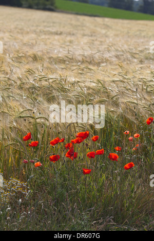 Field Poppies (Papaver rhoeas), flowering on the edge of an arable barley cereal crop. Norfolk. Stock Photo
