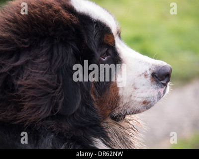 bernese mountain dog puppy Stock Photo